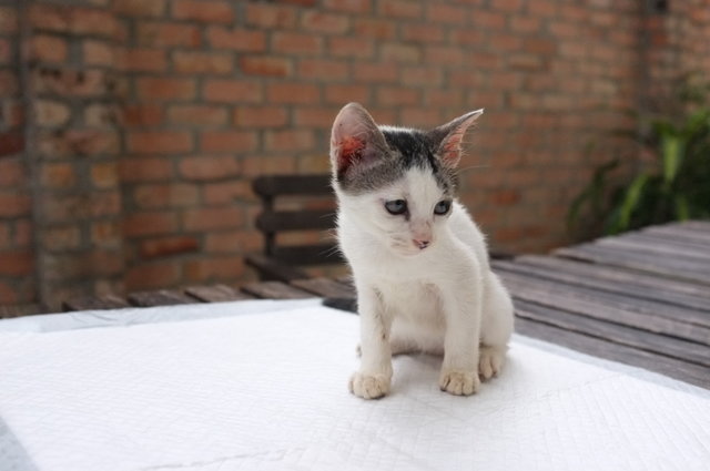 Spot And Pip - Domestic Short Hair Cat