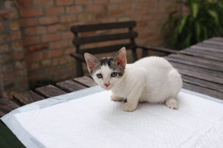 Spot And Pip - Domestic Short Hair Cat