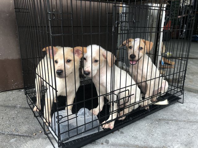 3 Cream Male Puppies For Adoption - Mixed Breed Dog