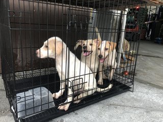 3 Cream Male Puppies For Adoption - Mixed Breed Dog