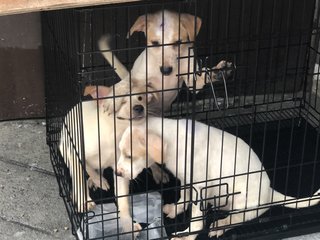 3 Cream Male Puppies For Adoption - Mixed Breed Dog