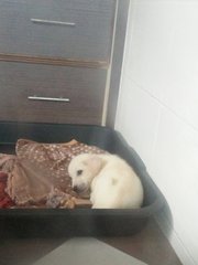 小白 Little White - Mixed Breed Dog