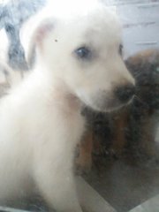 小白 Little White - Mixed Breed Dog