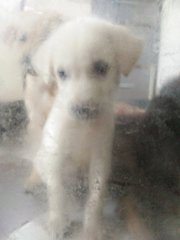 小白 Little White - Mixed Breed Dog