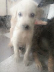 小白 Little White - Mixed Breed Dog