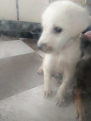 小白 Little White - Mixed Breed Dog