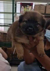 Amy (K) - Mixed Breed Dog