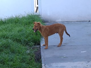 Chico  - Terrier Mix Dog