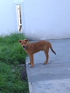 Chico  - Terrier Mix Dog