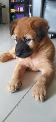 Suzy (K) - Mixed Breed Dog