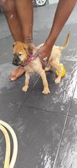 Suzy (K) - Mixed Breed Dog