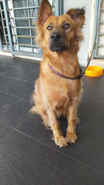 Suzy (K) - Mixed Breed Dog