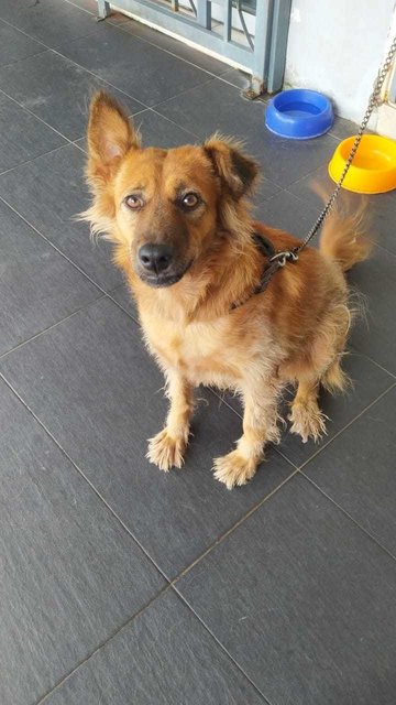 Suzy (K) - Mixed Breed Dog