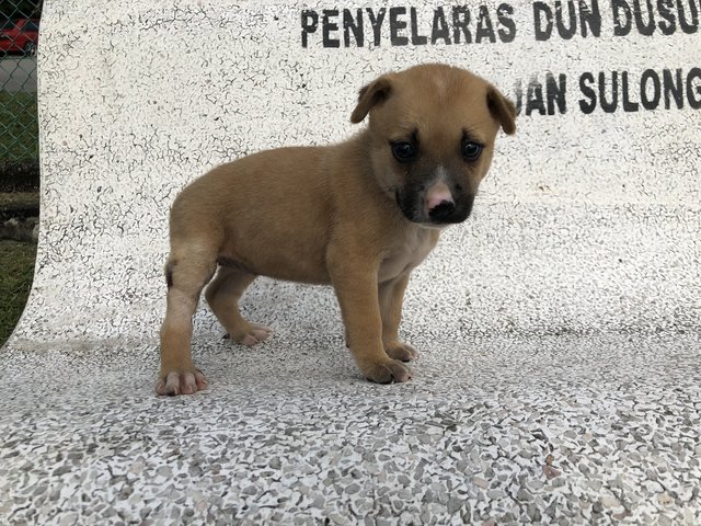 Sunny - Mixed Breed Dog