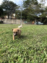 Sunny - Mixed Breed Dog