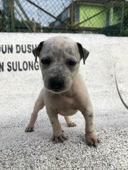 Juju - Mixed Breed Dog