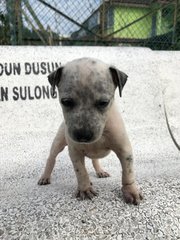 Juju - Mixed Breed Dog