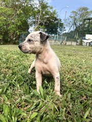 Juju - Mixed Breed Dog