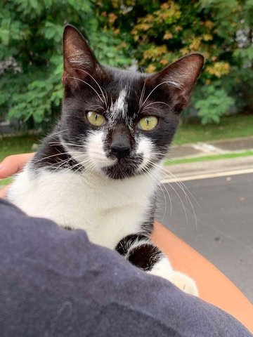 Oreo - Domestic Short Hair Cat