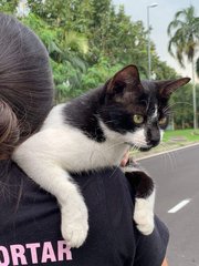 Oreo - Domestic Short Hair Cat