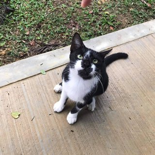 Oreo - Domestic Short Hair Cat