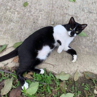 Oreo - Domestic Short Hair Cat