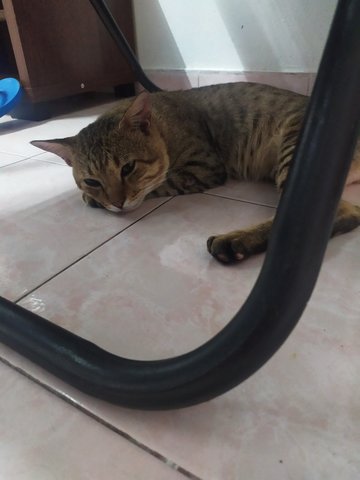 Tembam - Domestic Short Hair Cat