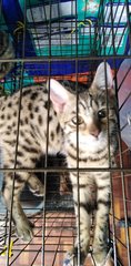 Golek - Bengal Cat