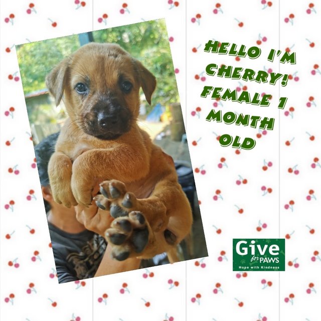 Cherry - Mixed Breed Dog