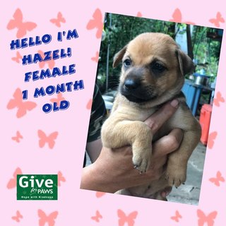 Hazel - Mixed Breed Dog