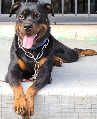 Loki - Rottweiler Dog