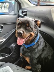 Loki - Rottweiler Dog