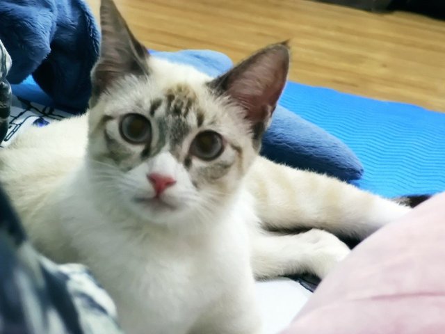  Yuza - Siamese + Domestic Short Hair Cat