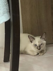 Milo - Applehead Siamese + Domestic Short Hair Cat