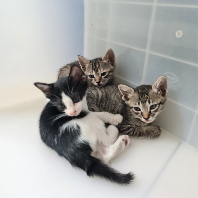 Kittens!! - Domestic Short Hair Cat