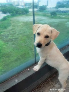 Ginger - Labrador Retriever Mix Dog