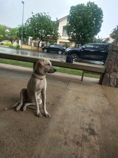 Ginger - Labrador Retriever Mix Dog