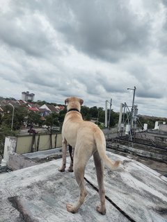 Ginger - Labrador Retriever Mix Dog