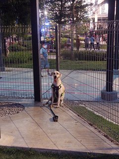 Ginger - Labrador Retriever Mix Dog