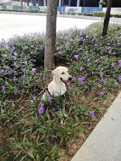 Ginger - Labrador Retriever Mix Dog