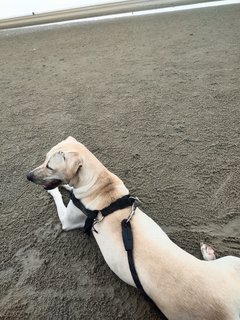 Ginger - Labrador Retriever Mix Dog