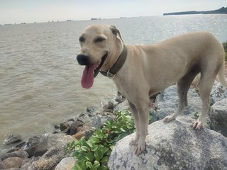 Ginger - Labrador Retriever Mix Dog