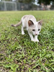 Peaches - Domestic Short Hair Cat