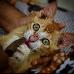 Bush - Domestic Short Hair Cat