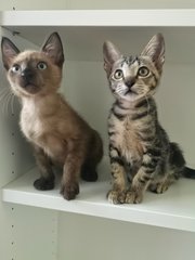 Rudy &amp; Holly - Domestic Short Hair Cat