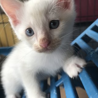 Bella (Mother) Mochi &amp; Tofu - Domestic Short Hair + Domestic Medium Hair Cat