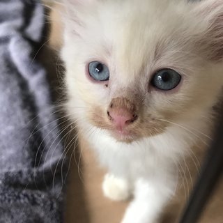 Bella (Mother) Mochi &amp; Tofu - Domestic Short Hair + Domestic Medium Hair Cat