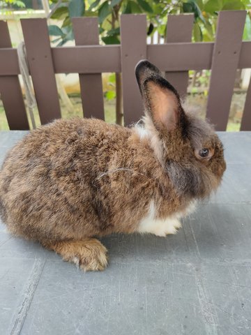 Oreo - Angora Rabbit Rabbit