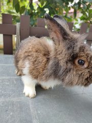 Oreo - Angora Rabbit Rabbit