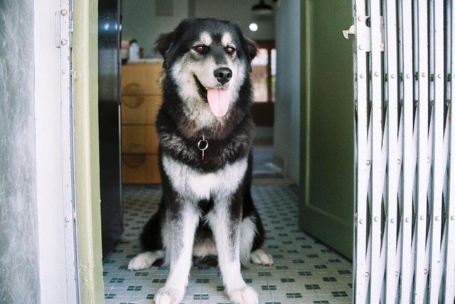 Oreo - Alaskan Malamute + Golden Retriever Dog